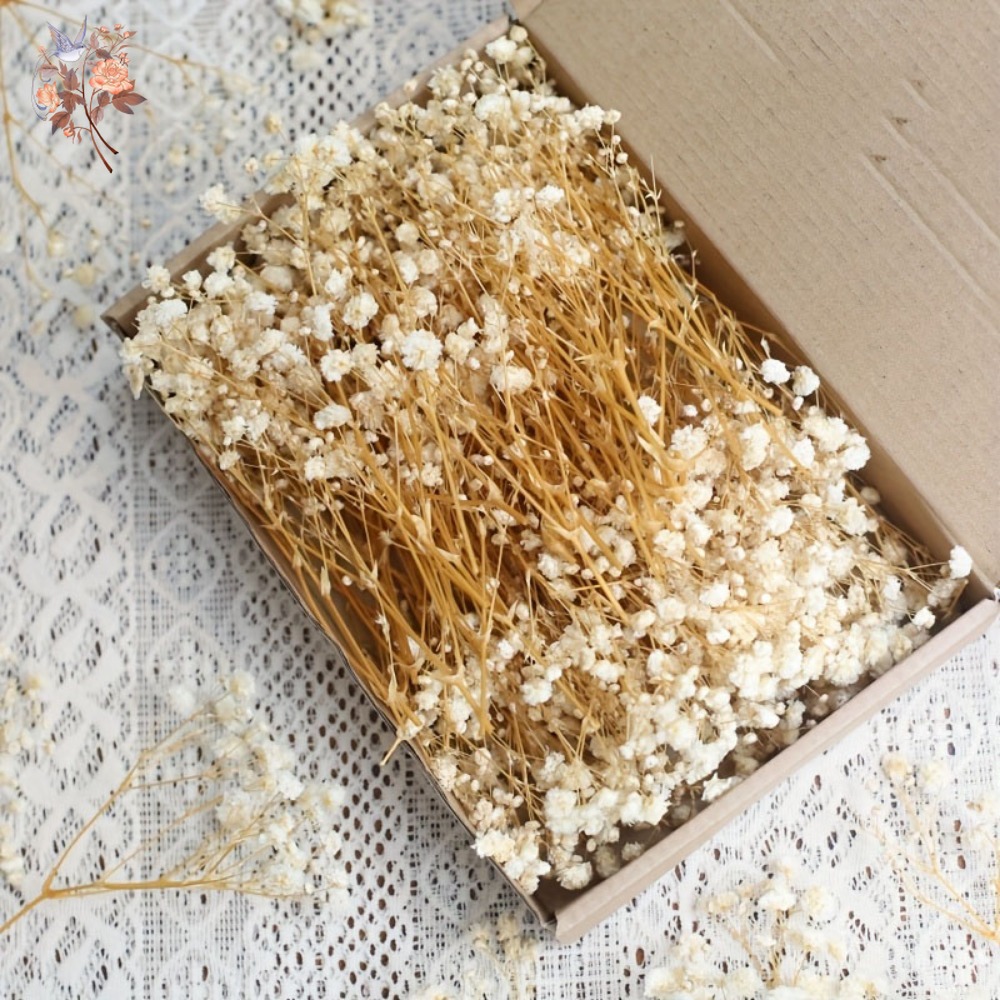 Dried Flower Bulk - 100 Peças de Flores Secas Mini