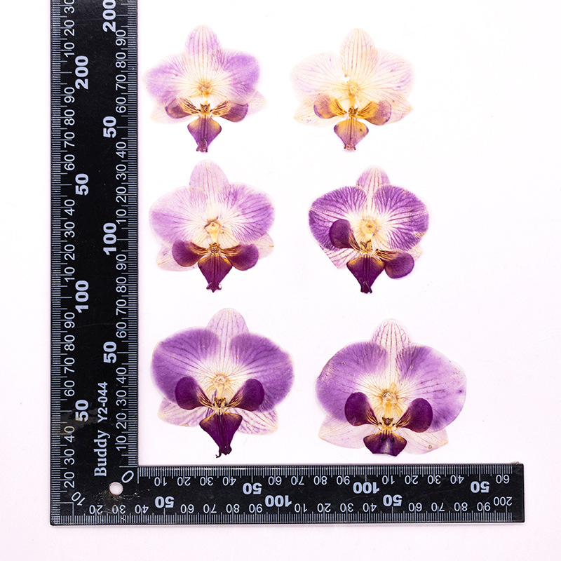 4 Peças de Flores Secas Prensa - Dried Flower Bulk avaliação e preço