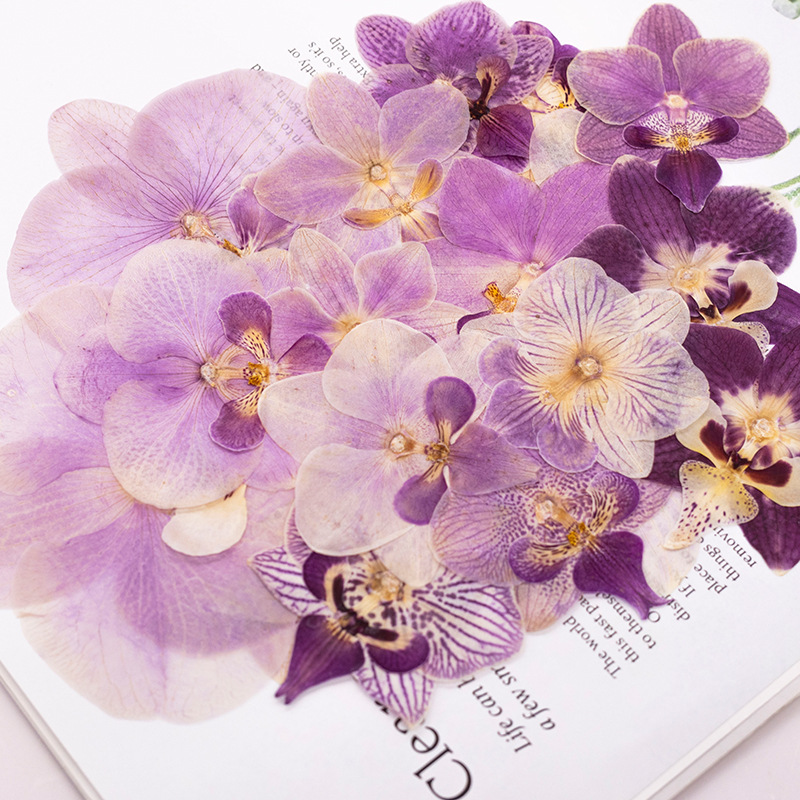 4 Peças de Flores Secas Prensa - Dried Flower Bulk avaliação e preço